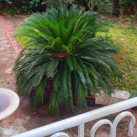 La Casa Della Magnolia 5 Terre-citra 011015lt2760 La Spezia