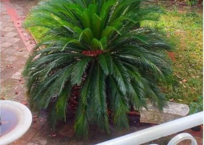 La Casa Della Magnolia 5 Terre-citra 011015lt2760 La Spezia